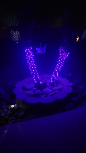 33FT Color-Changing Rope Lights with Remote photo review